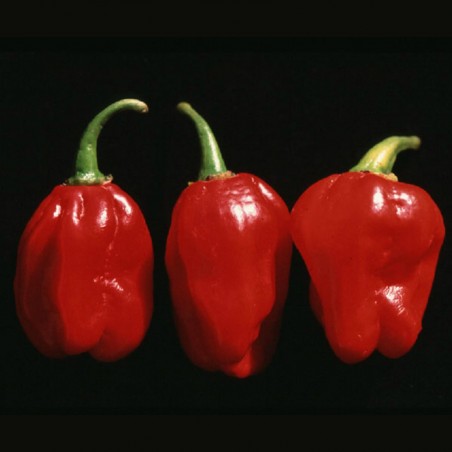 Price: €1.9 - Numex Suave Red Chili Frön - Seeds Gallery