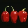 Graines de Piments Numex Suave Red