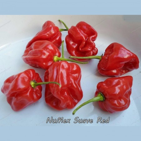 Chili Numex Suave Red Seeds | € 1,90