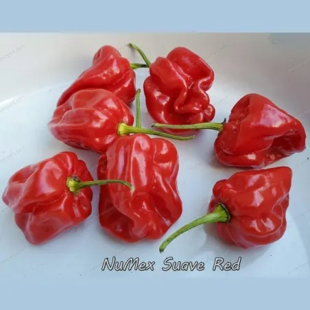 Graines de Piments Numex Suave Red