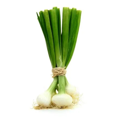 White Lisbon Bunching Onion Seeds (Allium cepa)