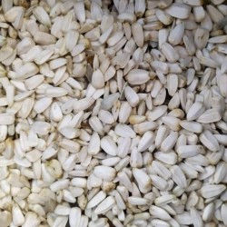 1000 семена Гигантские белые подсолнечника  - 2