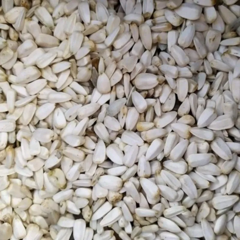 1000 Seeds Giant White Sunflower