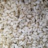 1000 Seeds Giant White Sunflower | 9,95 €