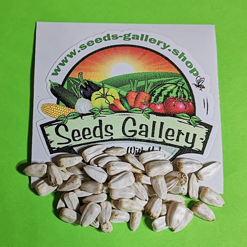 1000 Seeds Giant White Sunflower | 9,95 €