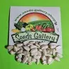 1000 Seeds Giant White Sunflower