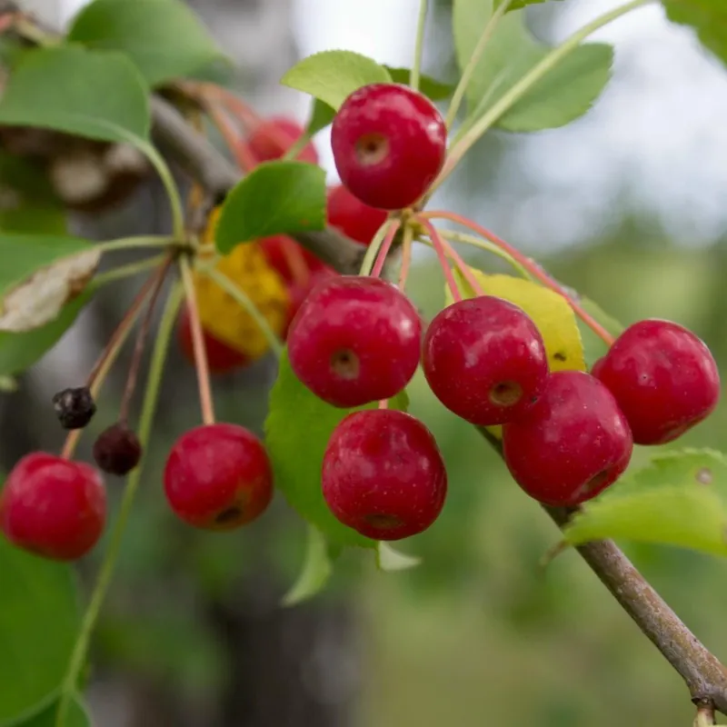 Semi di Melo Siberiano (Malus baccata)