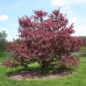 Price: €2.25 - Siberian Crab Apple Seeds (Malus baccata) - 