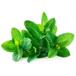 Spearmint - Green Mint Seeds (Mentha spicata) - 1.755