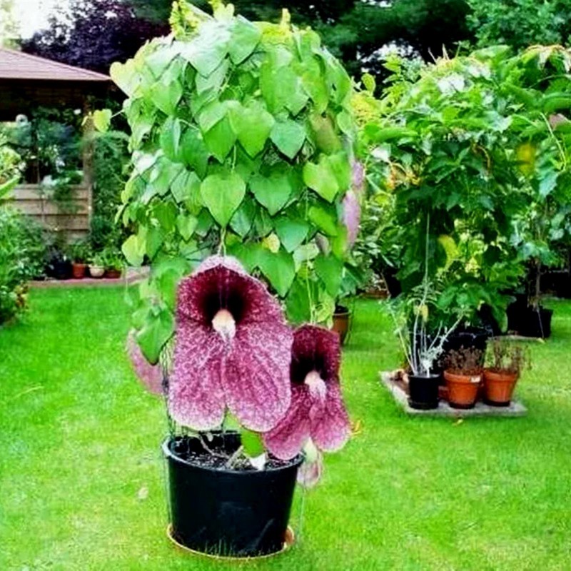Price: €2.45 - Gespensterblume , Pfeifenwinden , Osterluzei Samen fleischfressend - 