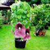 Price: €2.45 - Sementes Papo De Peru Planta Carnivora - 