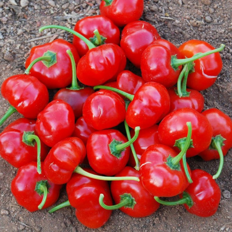 Semillas de chile tailandés de calabaza