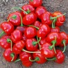 Semillas de chile tailandés de calabaza