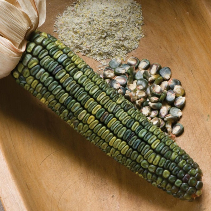 Semillas De Maiz Verde De Oaxaca  - 1