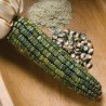Price: €1.95 - Zeleni Kukuruz Secerac Seme Oaxacan Green - 
