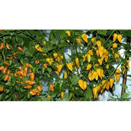 Fatalii - Graines de Piments