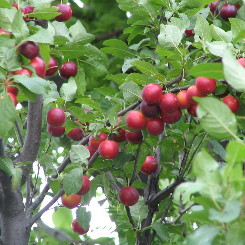 Price: €1.5 - Džanarika Sljiva Seme (Prunus cerasifera) - Seeds Gallery