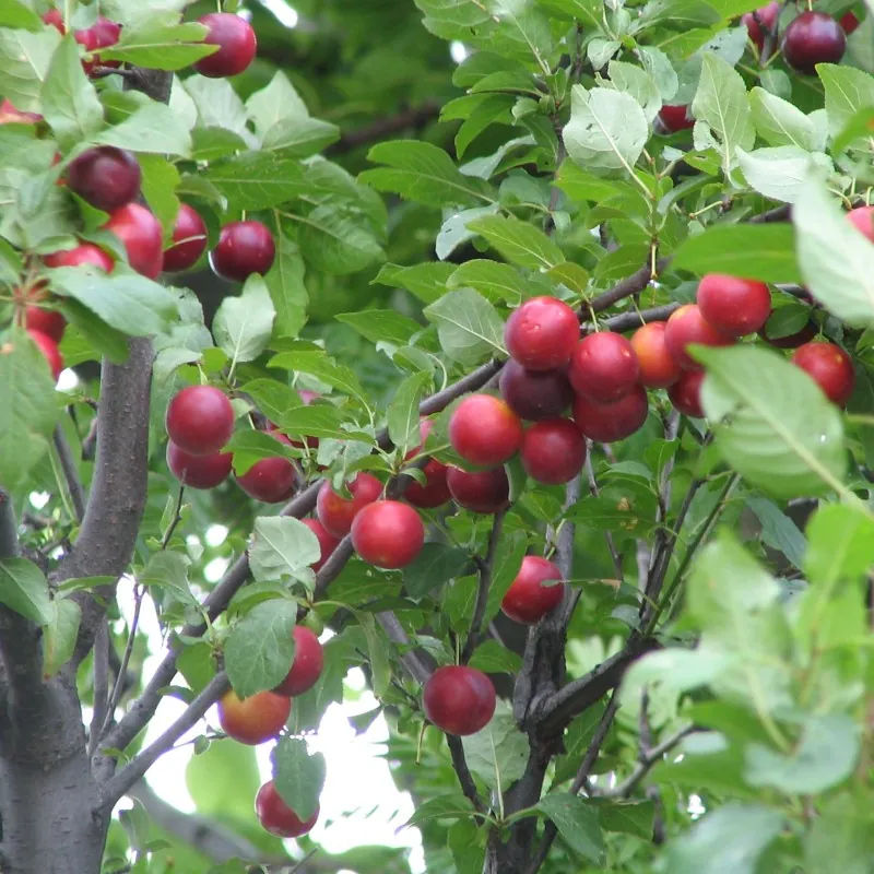 Semi Di Prunus Cerasifera Prugna Mirabolano