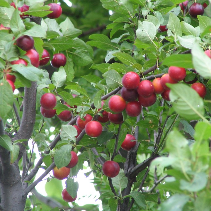 Cherry Plum Seeds (Prunus cerasifera) - 175.934363