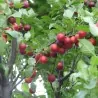 Semillas de Mirobolano (Prunus cerasifera)