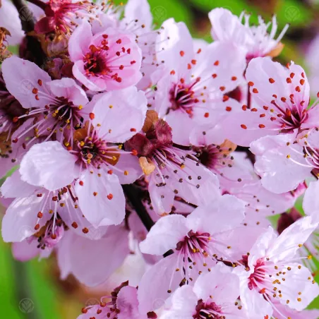 Semillas de Mirobolano (Prunus cerasifera)
