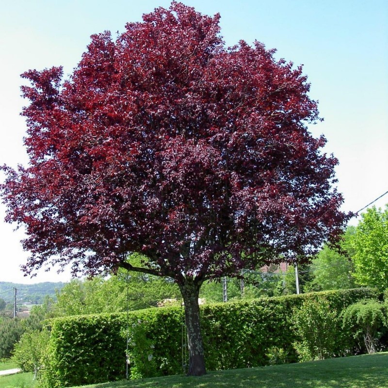 Price: €1.5 - Semillas de Mirobolano (Prunus cerasifera) - Seeds Gallery