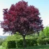 Graines Cerisier à fleurs (Prunus cerasifera)