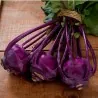 Graines de chou-rave violet de Vienne