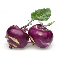 Price: €1.45 - Seme Kelerabe Becka ljubicasta - 
