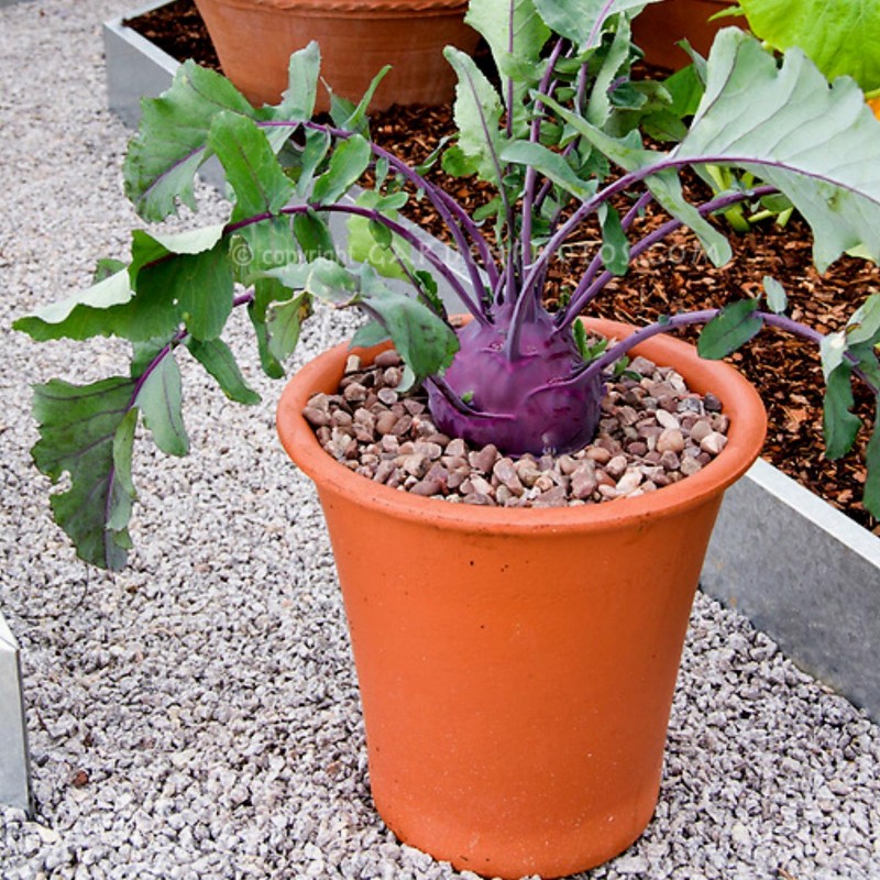 Price: €1.45 - Kohlrabi frön lila Wien - 