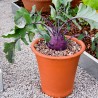 Price: €1.45 - Semi di cavolo rapa Vienna viola - 