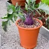 Semi di cavolo rapa Vienna viola
