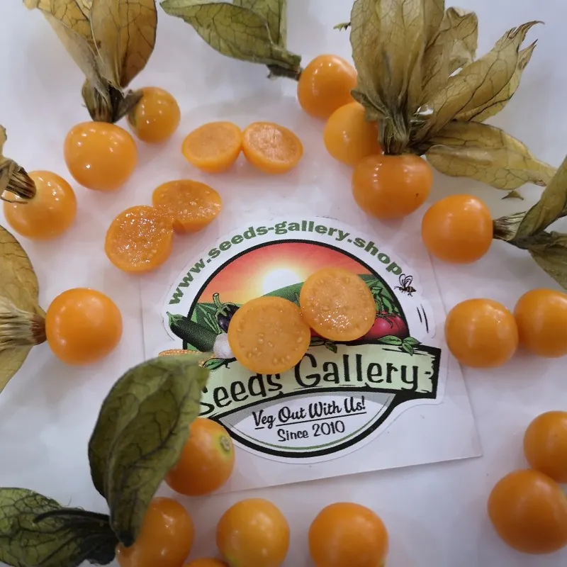 Fizalis Seme (Physalis peruviana)