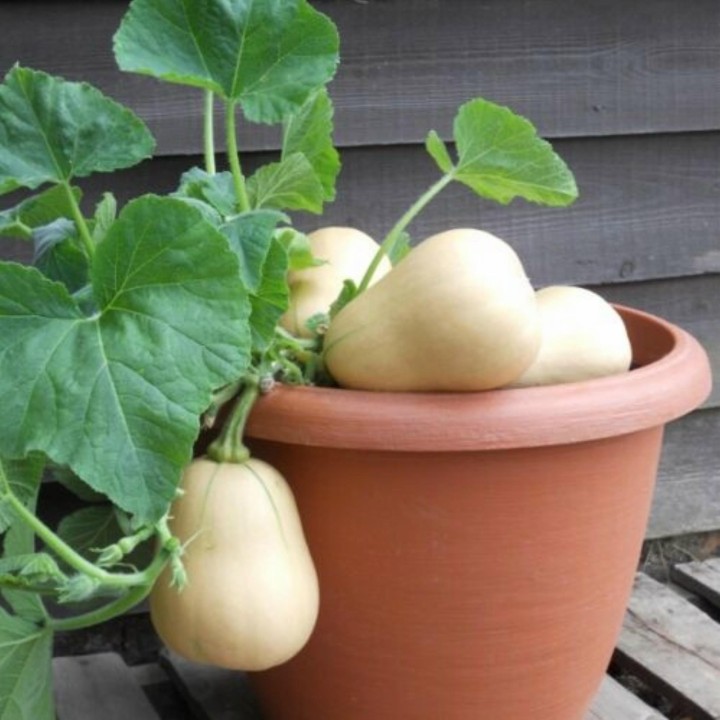Small Fruited, Mini Butternut Squash Seeds - 1.665