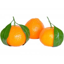Sementes de Tangerina, laranja-mimosa (Citrus reticulata)  - 4