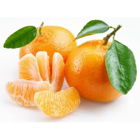 Mandarine Samen Winterharte Sorte (Citrus reticulata)