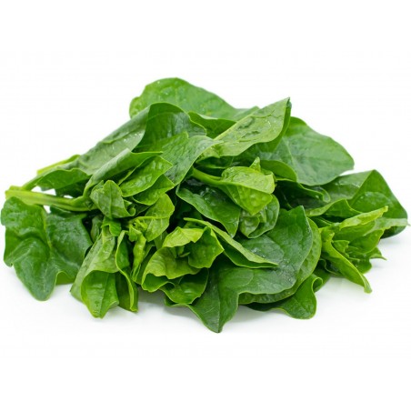 Price: €3.55 - Semillas de Espinaca De Malabar, Espinaca China -