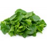 Price: €3.55 - Indijski Spanac, Malabarski Spinat seme (Basella alba) - 