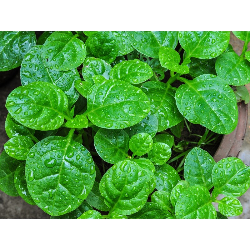 Price: €3.55 - Indijski Spanac, Malabarski Spinat seme (Basella alba) - 