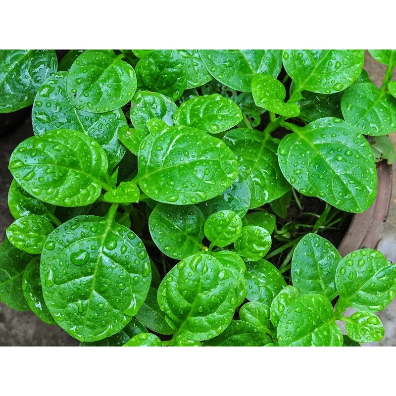 Semillas de Espinaca De Malabar, Espinaca China