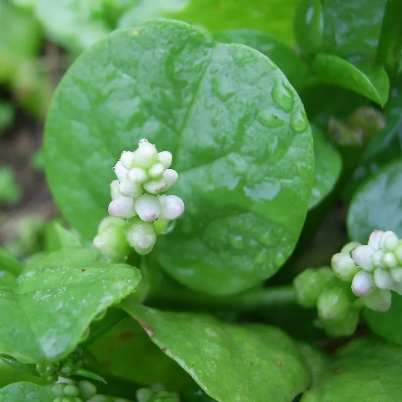 Semillas de Espinaca De Malabar, Espinaca China