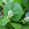 Semillas de Espinaca De Malabar, Espinaca China