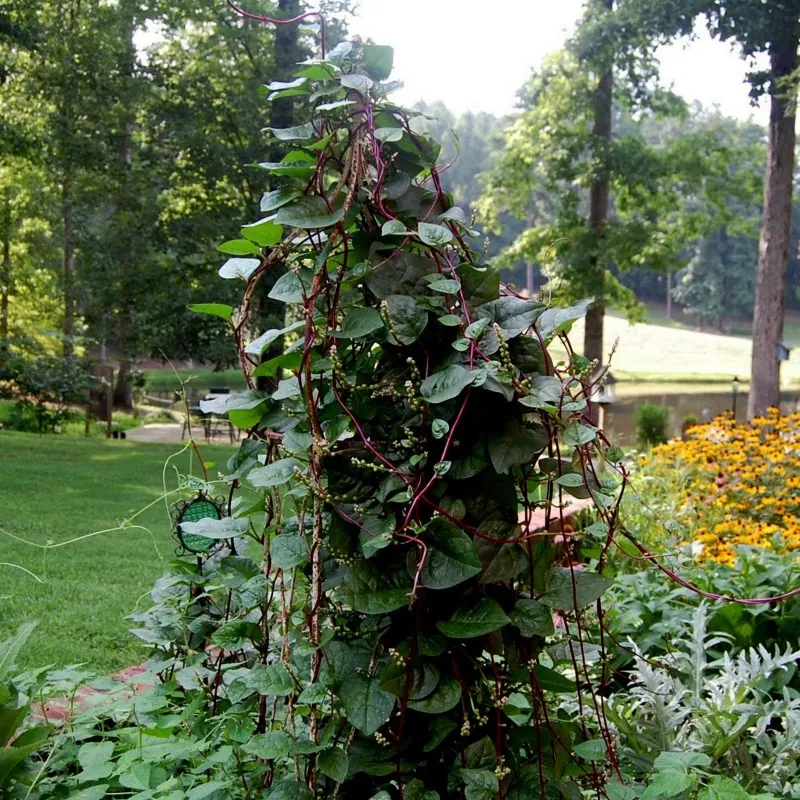 Semillas de Espinaca De Malabar, Espinaca China