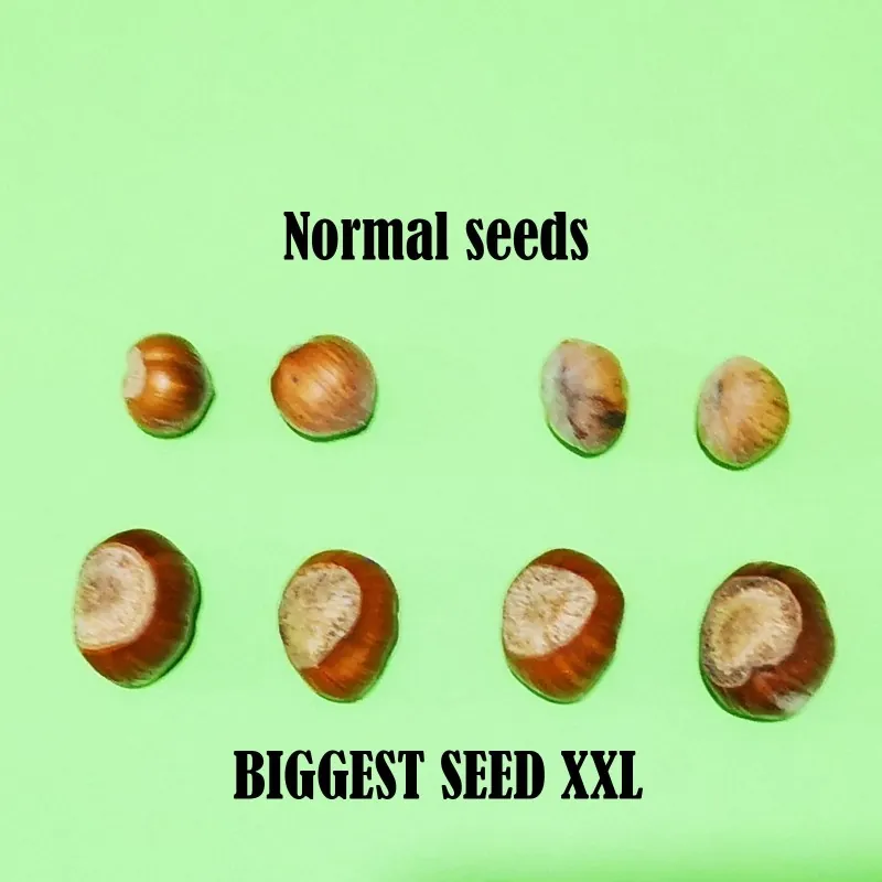Hazelnut Seeds (Corylus avellana)