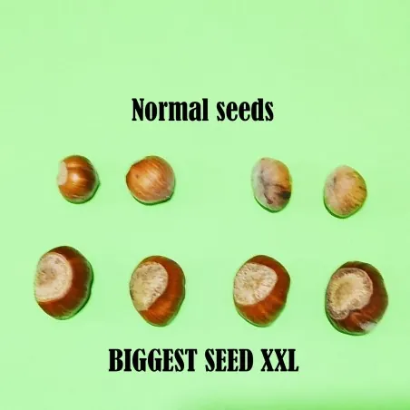 Hazelnut Seeds (Corylus avellana)