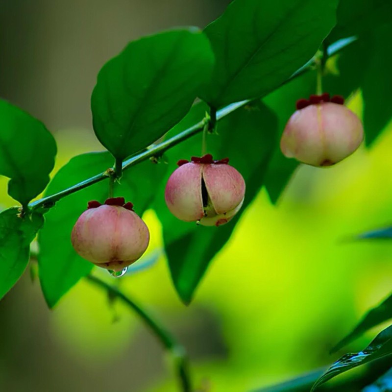 Sementes de KATUK (Sauropus androgynus)