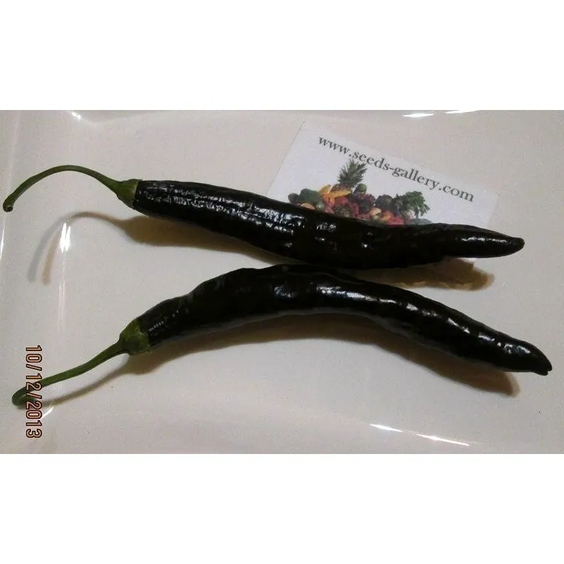 Graines Piment Pasilla Bajio