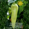 Price: €1.65 - Semillas de pimiento Varadinska White - 