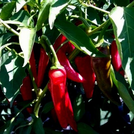 Price: €1.65 - Graines de poivron Varadinska Blanc - 