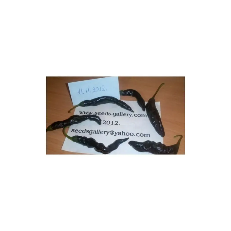 Graines Piment Pasilla Bajio
